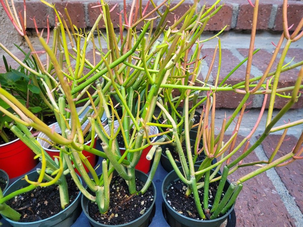 Small Fire stick Cactus Plant