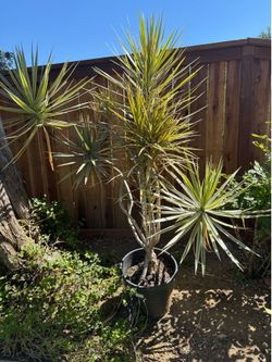 This Tree Is a Weird Little Guy (Variegated Dracaena)