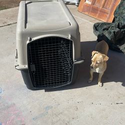 Dog Crate 