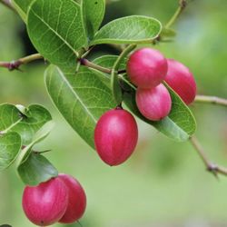 Fruiting Koronda Plant (3-4 Ft Tall) Will Be Fruiting After Winter 