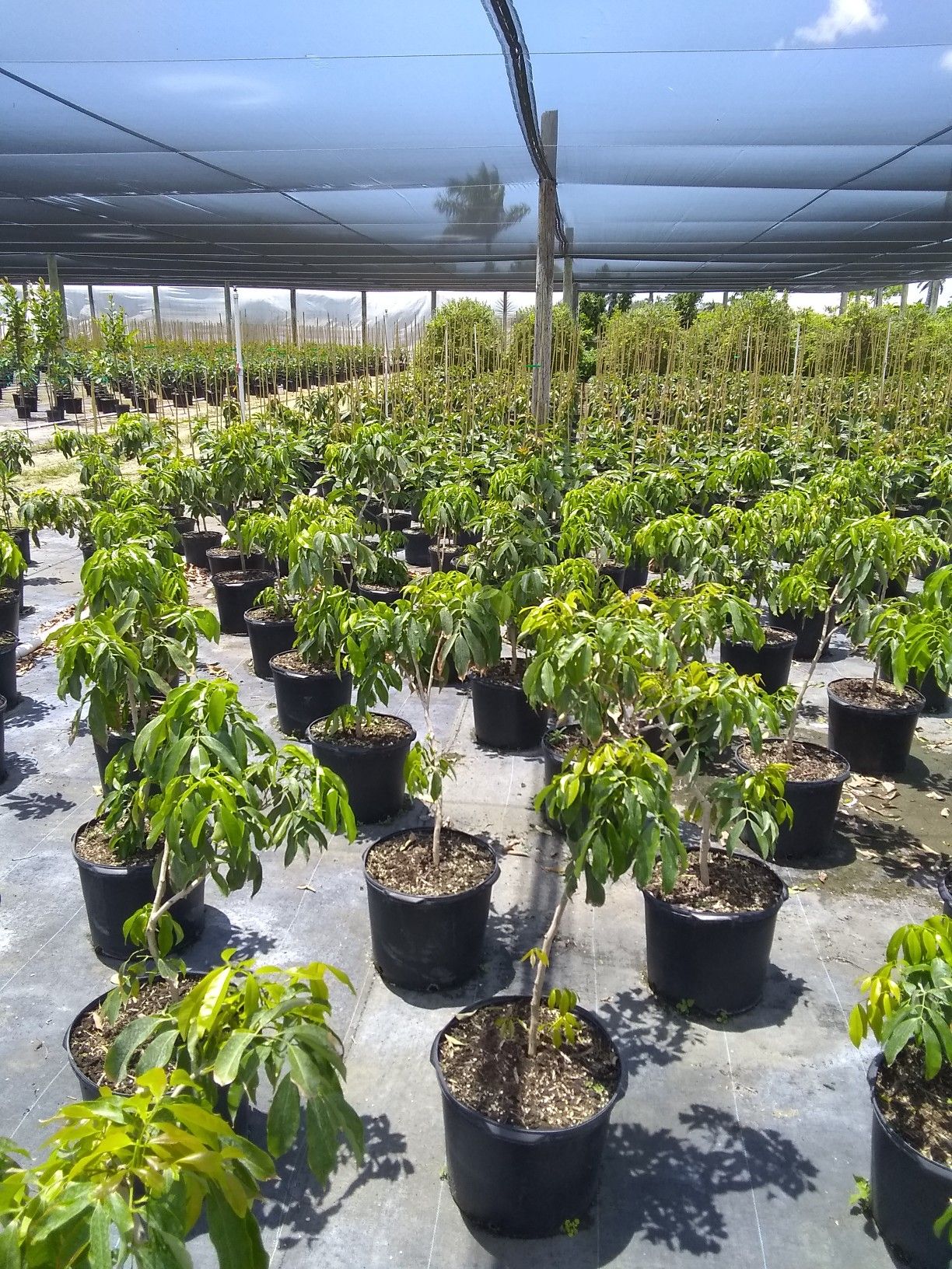 Lychee tree