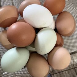 Fresh Eggs 