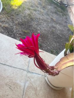 Dragon  fruit plants you can make every one plant is a tree