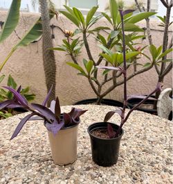Purple Heart Succulent plant (Tradescantia pallida) $5 Each