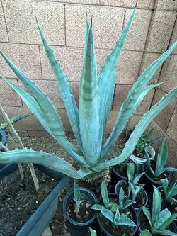 Many Sizes Agave Plants Varieties