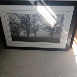 Black And White Tree Photo