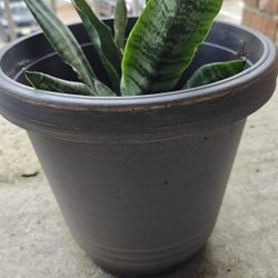 Snake Plant