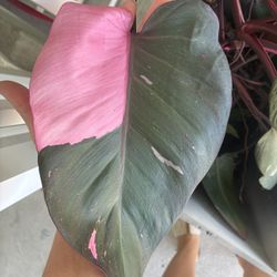 🌸 Pink Princess Philodendron Cuttings – Rare & Beautiful 🌸