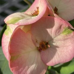 Corona De Cristo ASHLEY $45