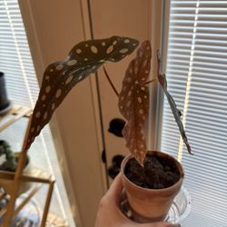 Polkadot Angel Wing Begonia