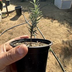 ROSEMARY  in 4 inch pots