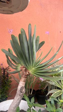 Paddle Aloe