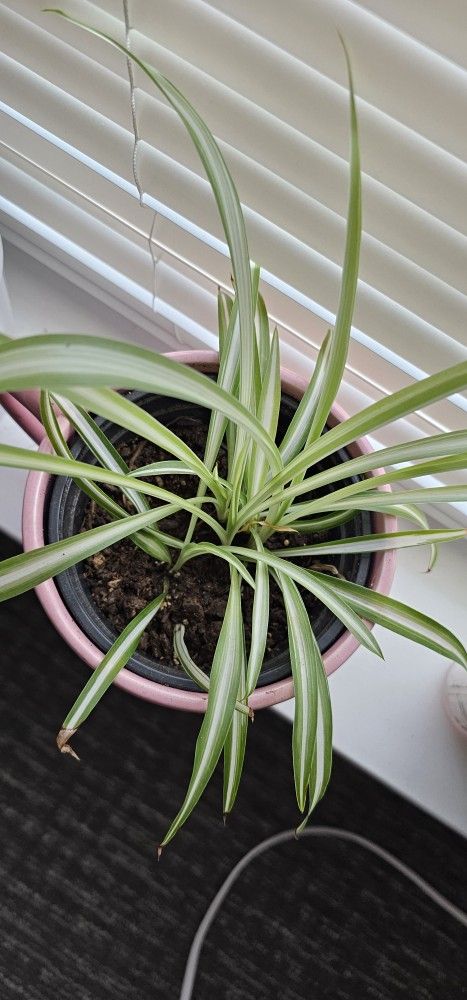 Spider Plant