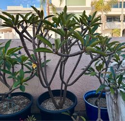 Extra Large Beautiful Unique & Rate Apricot Plumeria