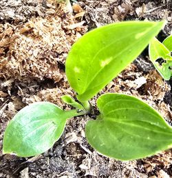 💚BABY HOSTAS-$5 FOR 15+ PERENNIAL PLANTS🌿