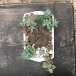 Succulents Arrangement 