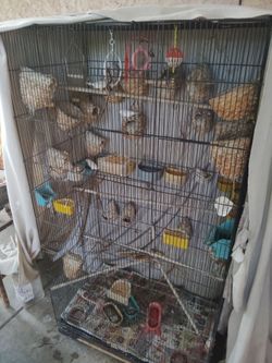 Finches and cage for sale