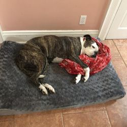  Cat & Dog Bed with Removable Cover, Cream, Jumbo