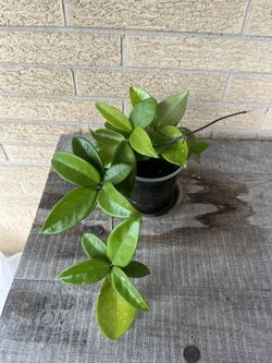 Hoya Plant