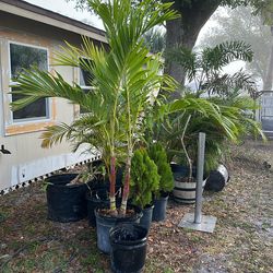 Fan Tail Palm