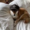 Snkrdoge
