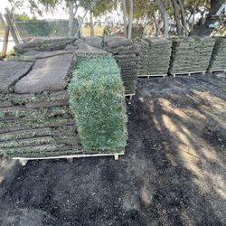 Grass And  Sprinklers  