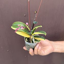 variegated orchid