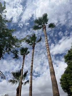 Resort Style Mexican Fan Palms- Locally Sourced & Installed