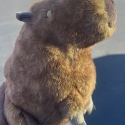 Brand New Capybara 