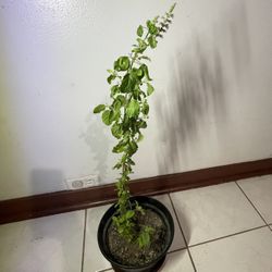 Holy Basil Tulsi 