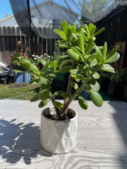 Plant #4