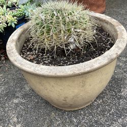 Yellow Barrel Cactus In Ceramic Pot