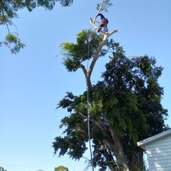 Tree Trimming 