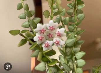 Rooted Hoya chinghungensis ( first pic is example of the flower