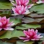Water Lilies Lily Pad Backyard Pond Plants