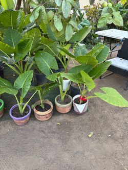 Alocasia Elephant Ear Plants