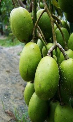 June plum / golden apple