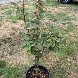 Outdoor rose