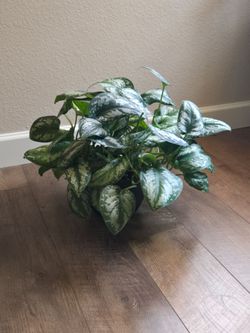 Live Plant Scindapsus exotica pothos