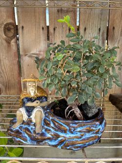 Bonsai plant for sale $90 each firm on price Bonsai plant for sale $90 each firm on price