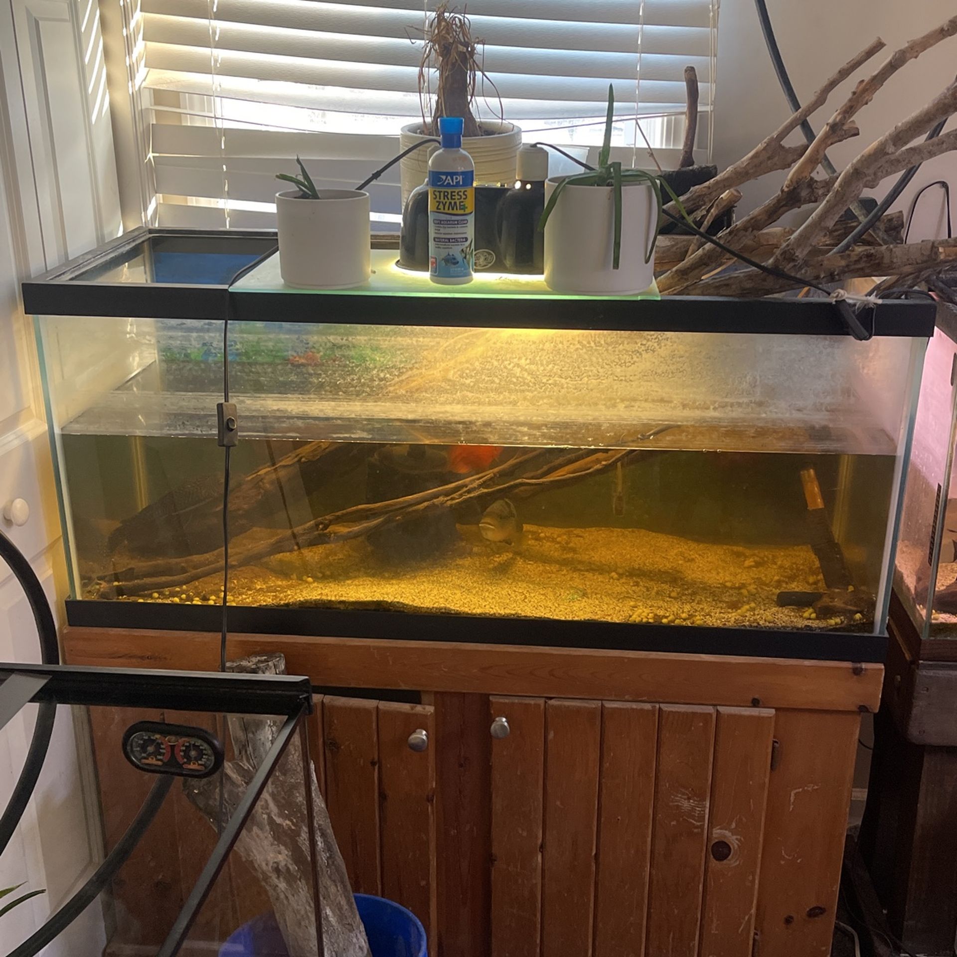 Fish,tanks, Fish Decor, Fish Plants