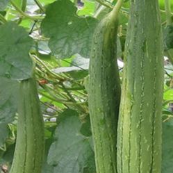 VEGETABLE SEEDS AND GARDEN TOOLS 