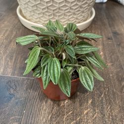 Indoor Plant (Real) 