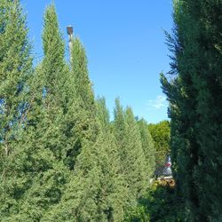 Beautiful Tall Italian Cypress Trees 25gl $250🏡🏡