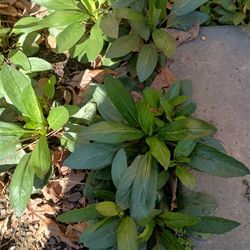 5-7  Obedient Plants 