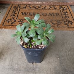 Succulent 