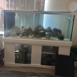 120 Reef Tank 