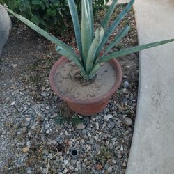 Plant