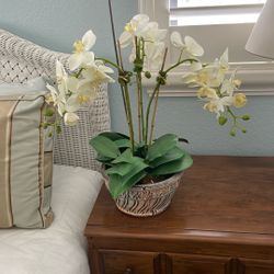 White Orchid Silk Plant 