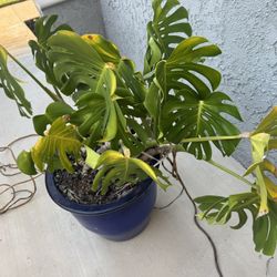 Monstera And Pot